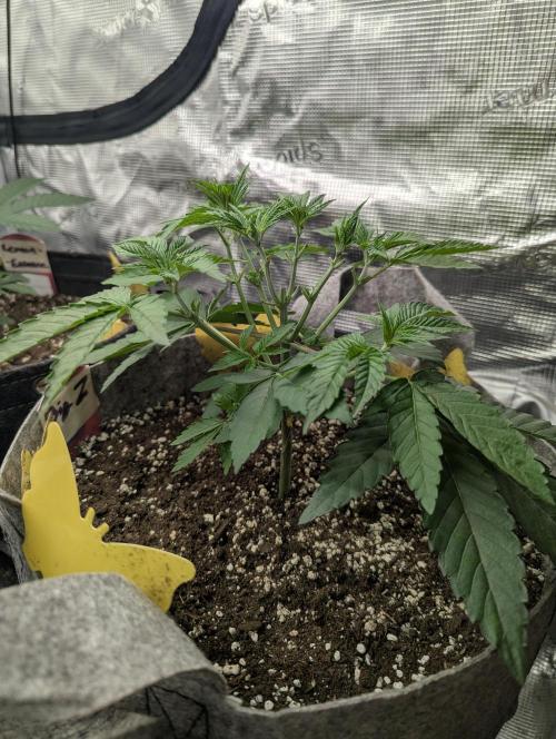 Big Z - Wizard Trees. Week 3