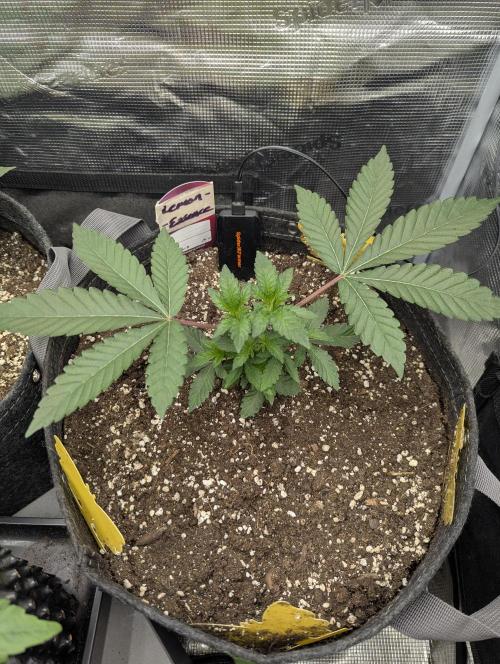 Lemonessence - Doja. Week 3