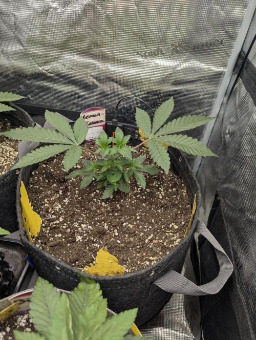 Lemonessence - Doja. Week 3