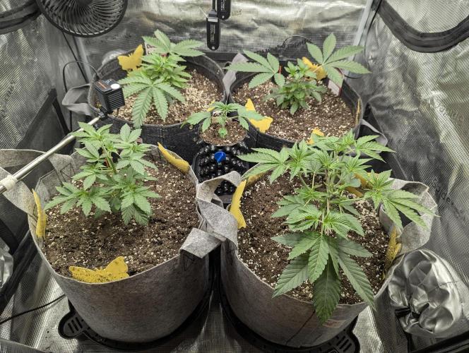 Lemonessence. Week 3