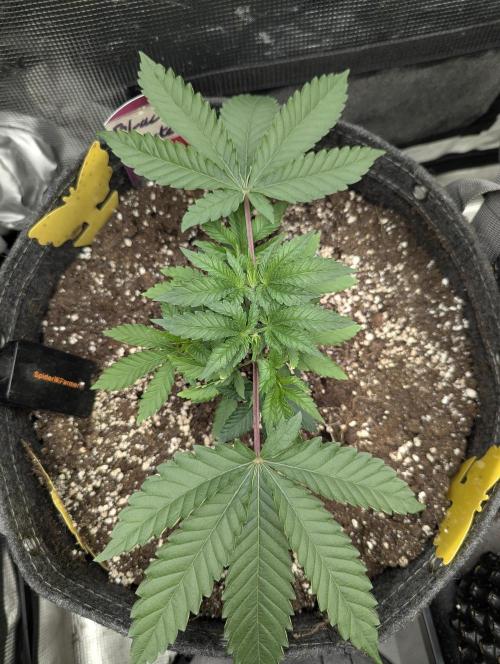 Black Lobster - Cipher Genetics. Week 3