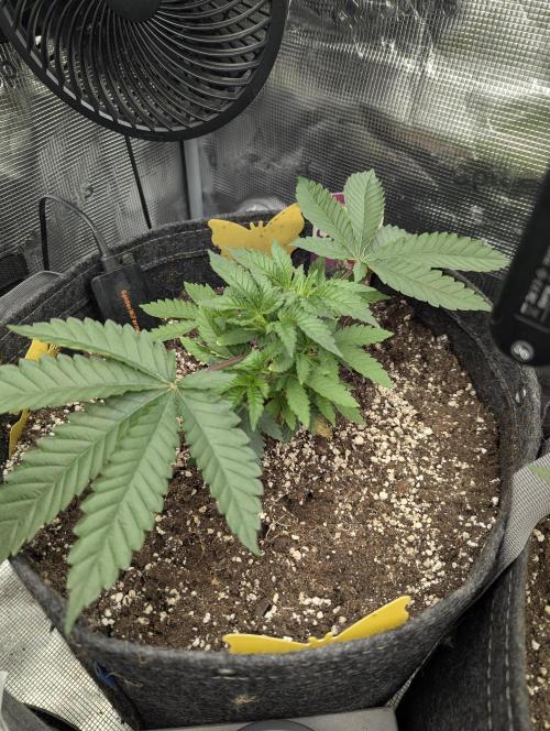 Black Lobster - Cipher Genetics. Week 3