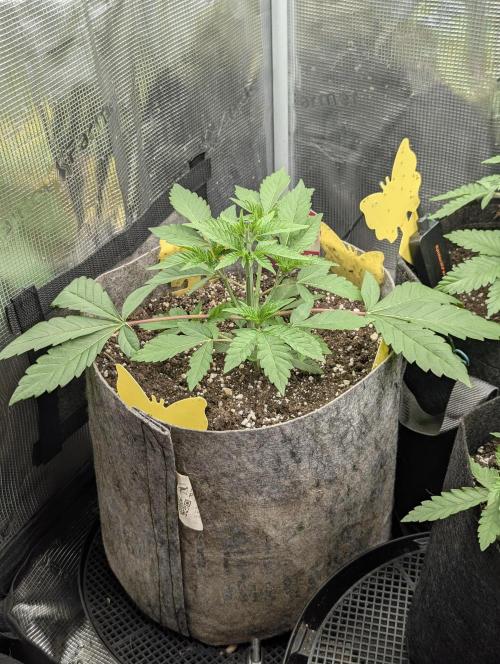 The Keeper - Wizard Trees. Week 3