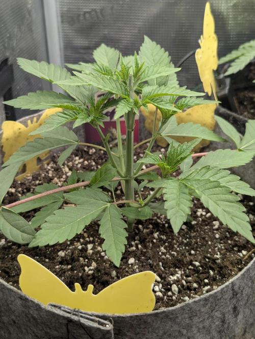 The Keeper - Wizard Trees. Week 3