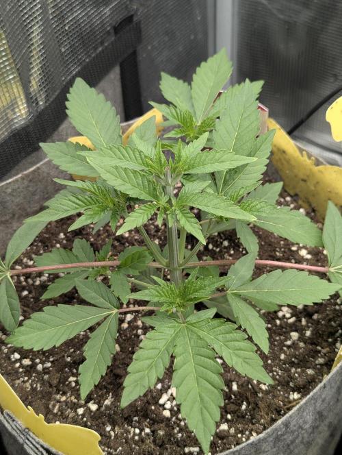 The Keeper - Wizard Trees. Week 3
