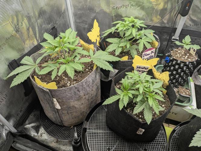The Keeper - Wizard Trees. Week 3