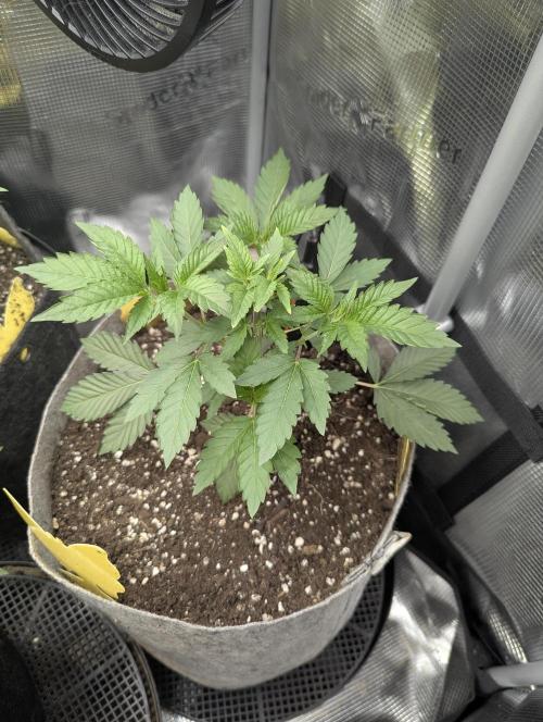 New Money - Compound Genetics. Week 3