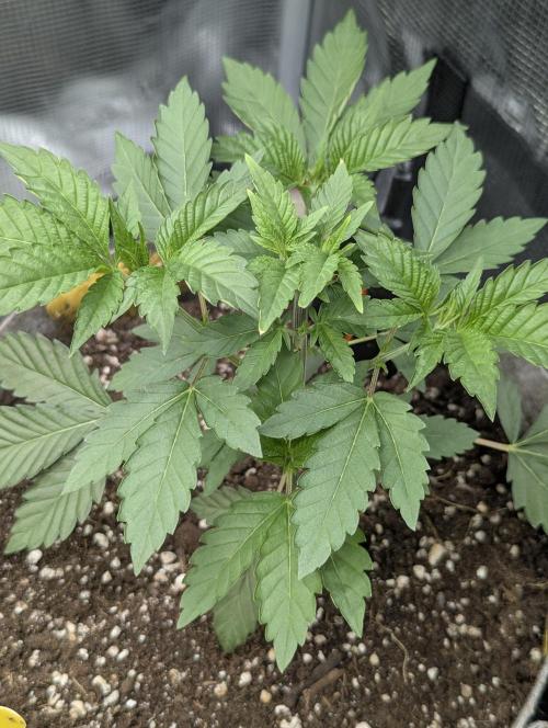 New Money - Compound Genetics. Week 3
