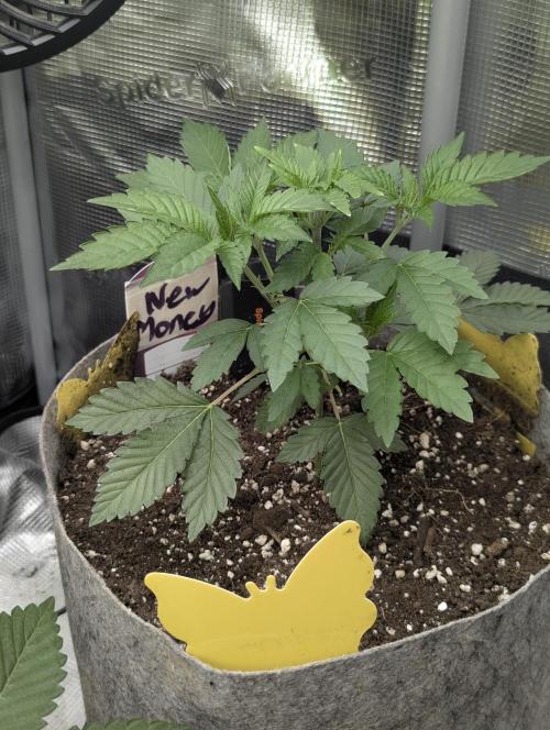 New Money - Compound Genetics. Week 3
