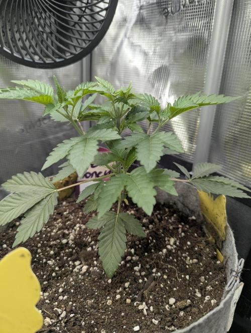 New Money - Compound Genetics. Week 3