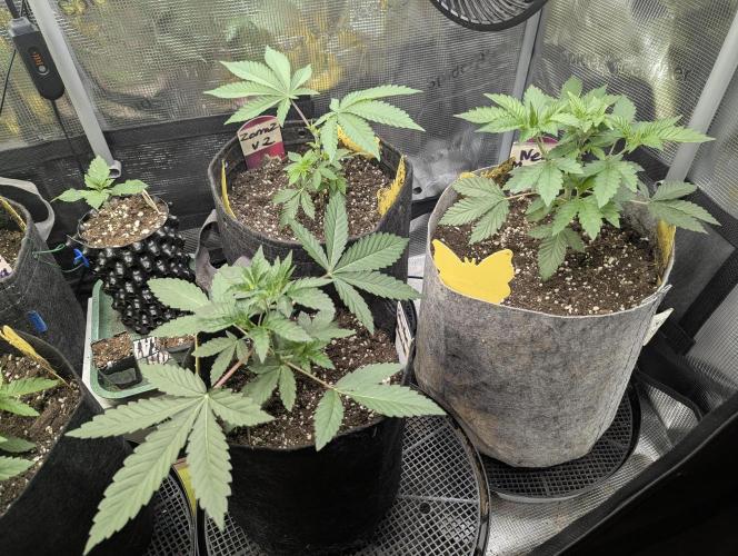 New Money - Compound Genetics. Week 3