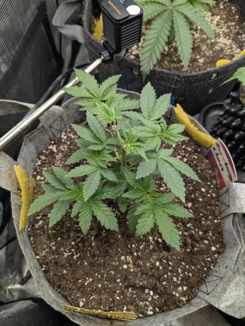 Zu-Tang Clan - N.Y.Ceeds. Week 3