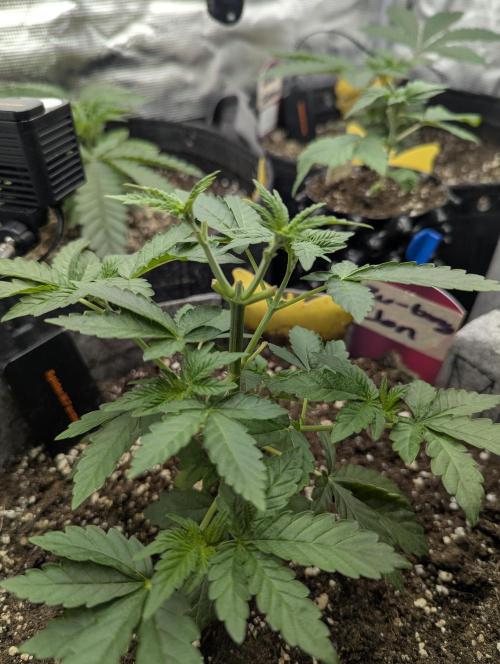Zu-Tang Clan - N.Y.Ceeds. Week 3