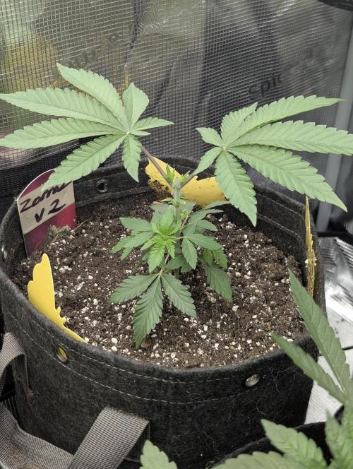 Zorroz v2 - Nine Weeks Harvest. Week 3
