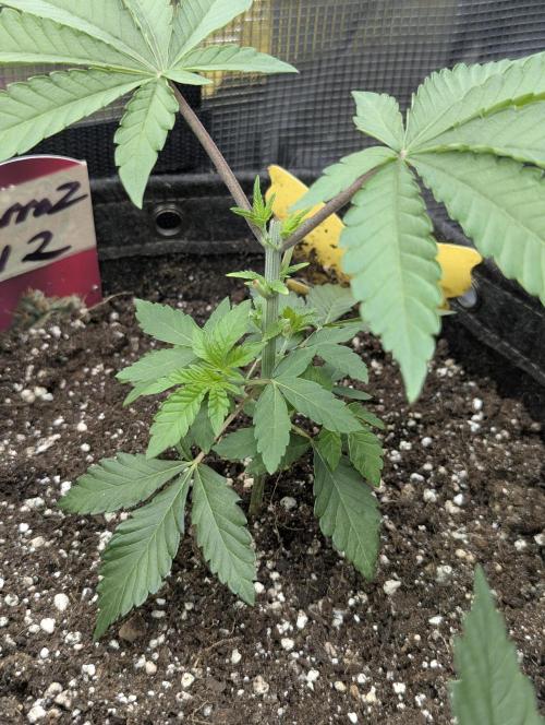 Zorroz v2 - Nine Weeks Harvest. Week 3