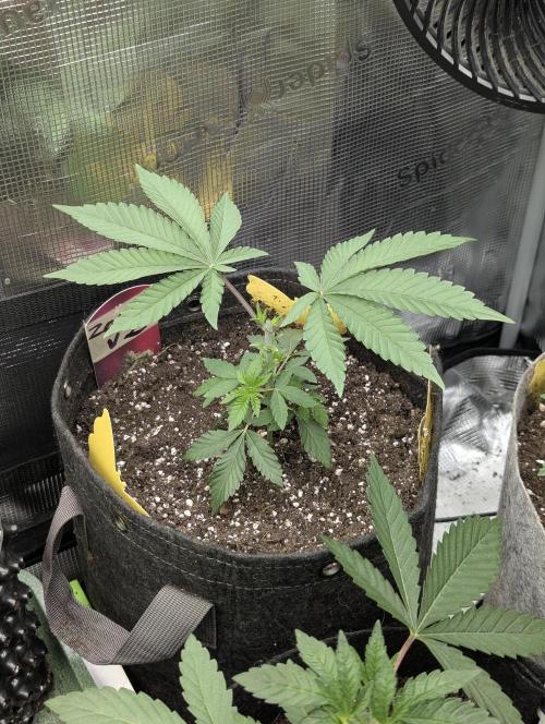 Zorroz v2 - Nine Weeks Harvest. Week 3