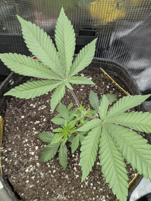 Zorroz v2 - Nine Weeks Harvest. Week 3