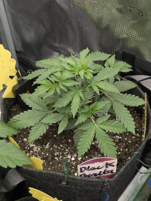Black Beretta - Cipher Genetics. Week 3