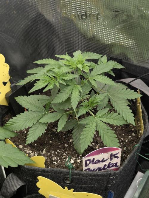 Black Beretta - Cipher Genetics. Week 3