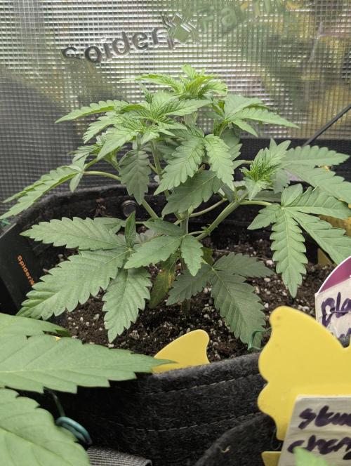 Black Beretta - Cipher Genetics. Week 3