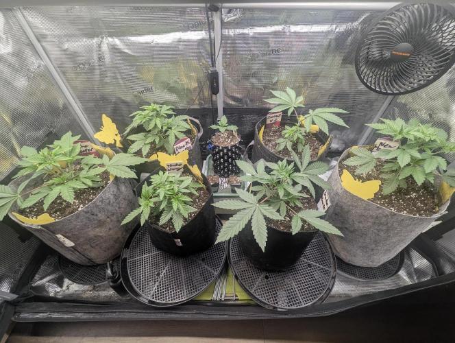 Black Beretta - Cipher Genetics. Week 3