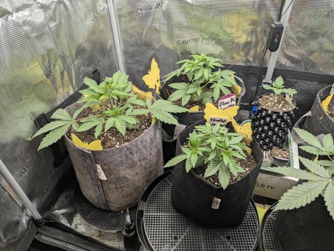 Black Beretta. Week 3