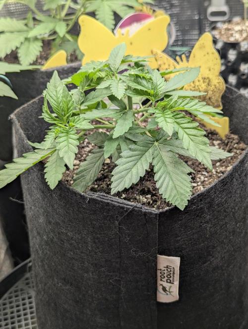 Studio Cherry - Wizard Trees. Week 3