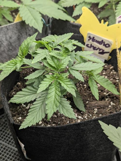 Studio Cherry - Wizard Trees. Week 3
