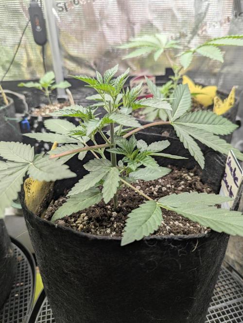 Shake Back - Compound Genetics. Week 3