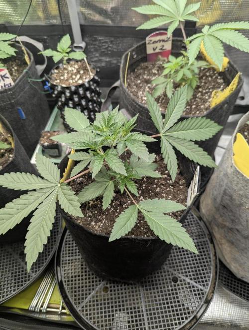 Shake Back - Compound Genetics. Week 3
