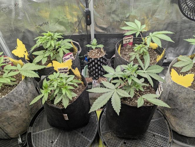 Shake Back - Compound Genetics. Week 3