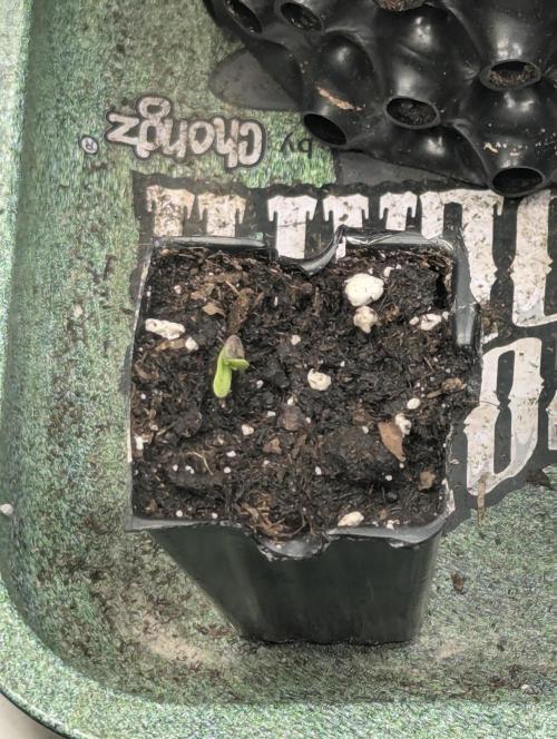 Sugar Rock - Silent Seeds. Week 0