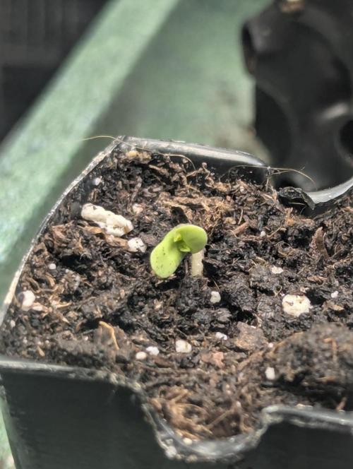 Sugar Rock - Silent Seeds. Week 0
