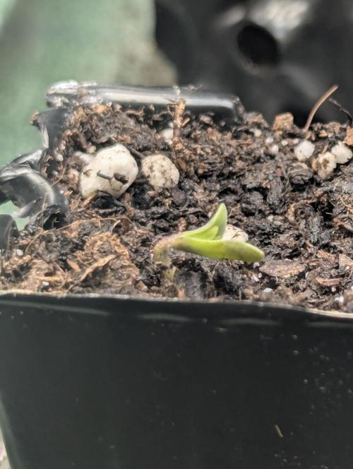 Sugar Rock - Silent Seeds. Week 0