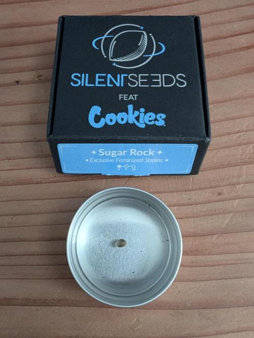 Sugar Rock - Silent Seeds. Week 0