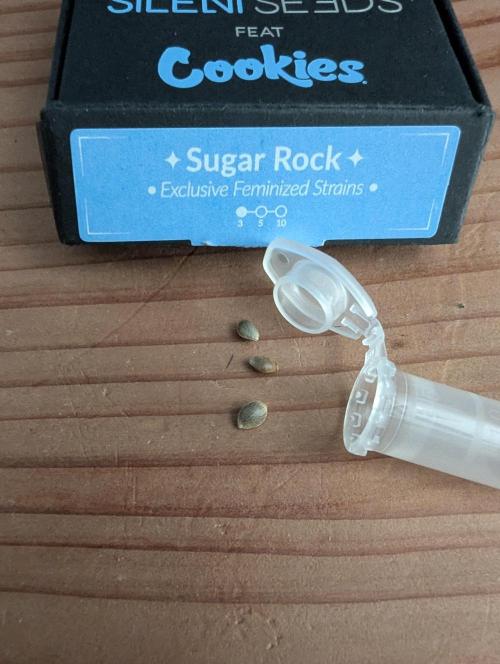 Sugar Rock - Silent Seeds. Week 0