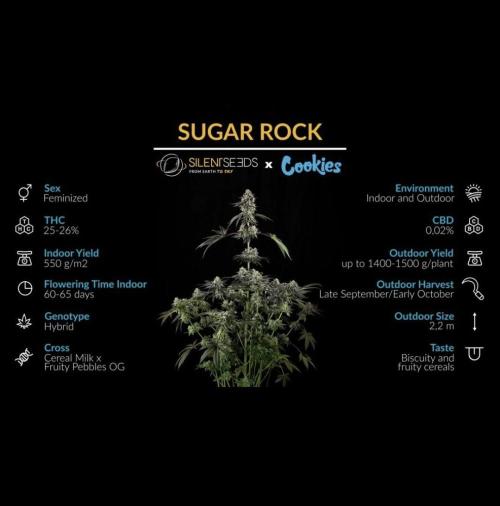 Sugar Rock. Week 0