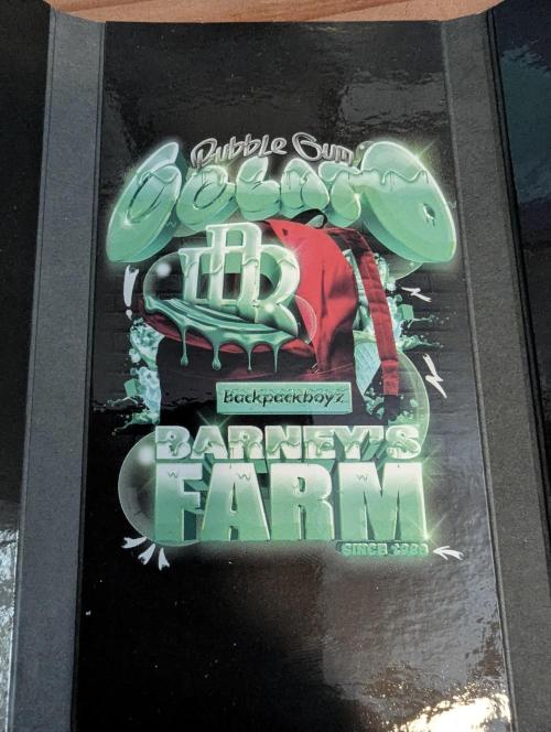 Bubblegum Gelato - Barney's Farm. Week 0