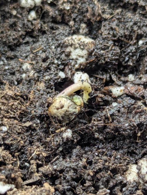Wild Burst - Seed Junky. Week 0