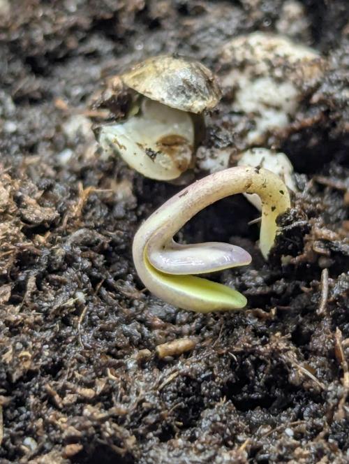 Wild Burst - Seed Junky. Week 0