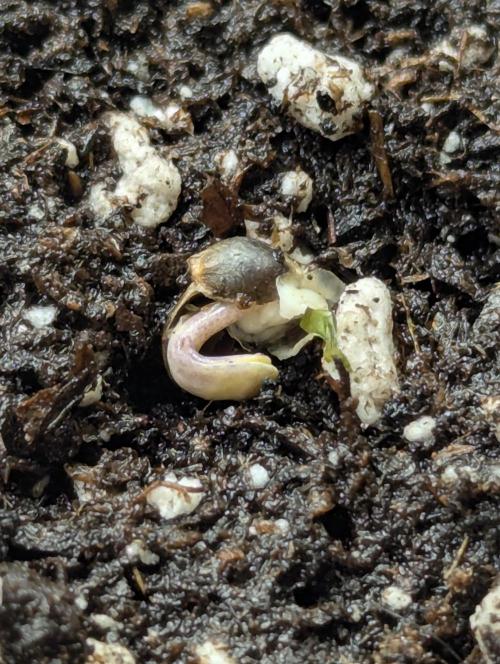 Permanent Marker - Seed Junky. Week 0