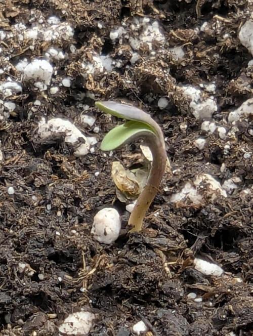 Wild Burst - Seed Junky. Week 0