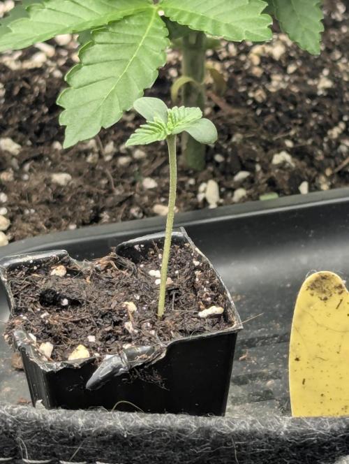 Sugar Rock - Silent Seeds. Week 0