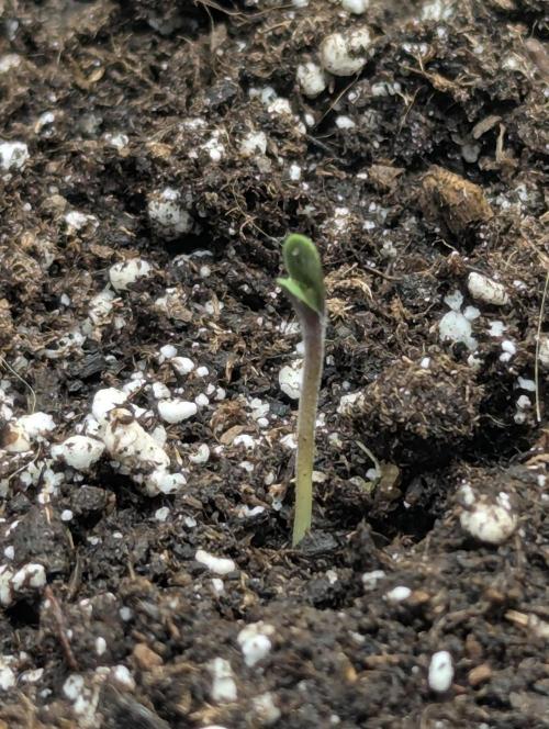 Permanent Marker - Seed Junky. Week 0