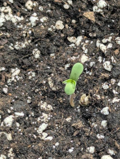 Wild Burst - Seed Junky. Week 0