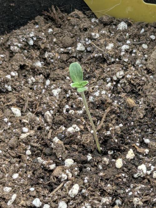 Wild Burst - Seed Junky. Week 0