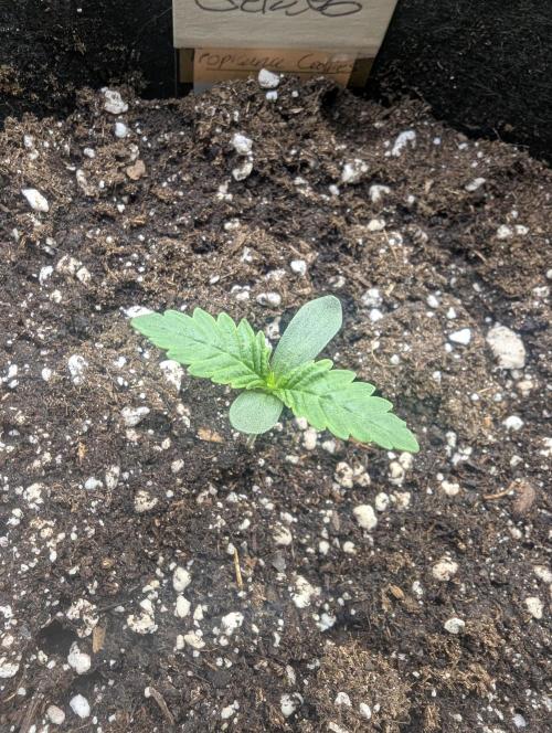 Bubblegum Gelato - Barney's Farm. Week 1