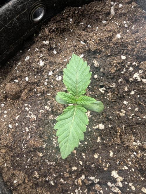 Sugar Rock - Silent Seeds. Week 1