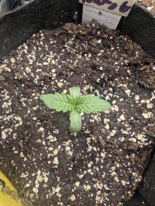 Wild Burst - Seed Junky. Week 1