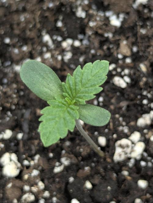 Permanent Marker - Seed Junky. Week 1